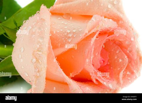 The Pink Rosebud With Drops Macro Isolated Stock Photo Alamy