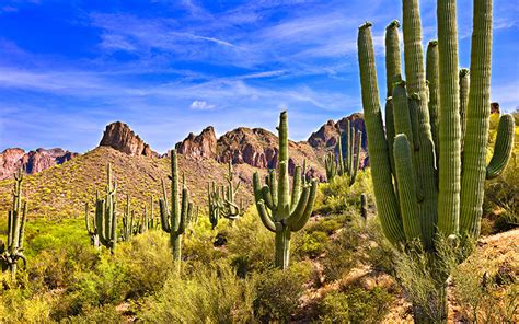 Saguaro Cactus Guide How To Grow And Care For Carnegiea Gigantea
