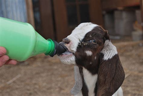 Bottle Feeding Baby Goats Stock Photos Pictures And Royalty Free Images