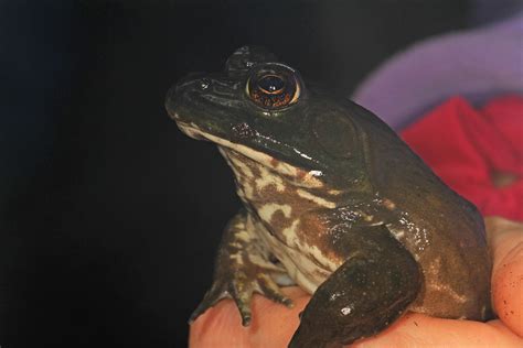 American Bullfrog Lithobates Catesbeianus Jug Bay Wetla Flickr