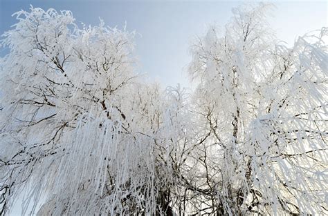 Free Images Tree Branch Snow White Frost Ice Weather Frozen