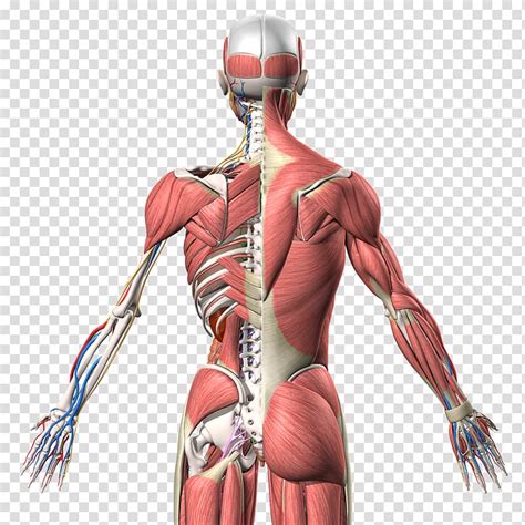 Muscle Anatomy Clip Art