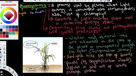 Explaining Photosynthesis GCSE Biology Lesson Recording YouTube