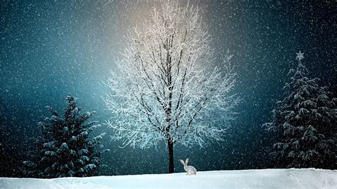 Snowy Trees Wallpaper 4k White Tree Winter Blue Sky Canvas Spatula