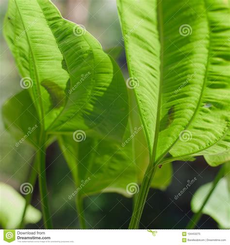 Tropical Waxy Green Leaves Stock Image Image Of Background Thailand