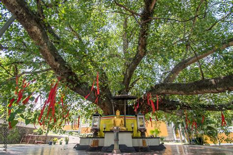 The Bodhi Tree At The Vihara Buddhagaya Temple In Watugong Semarang
