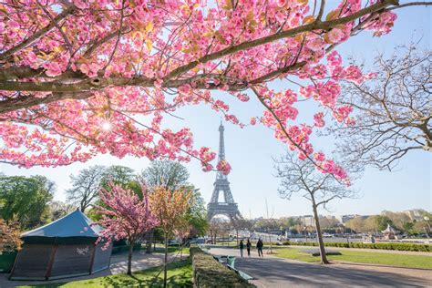 Cherry Blossoms In Paris When And Where To Find Them Me And My Travel Bugs