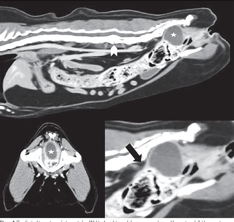 Figure 2 From Rectal Duplication Cyst In A Cat A Case Report And Literature Semantic Scholar