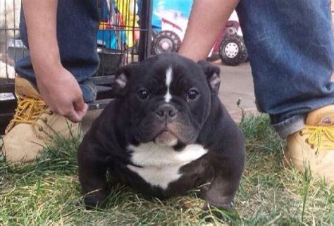 They are raised in family environment, around other dogs and children. Micro Pocket Bullies for Sale | Pitbull Puppies