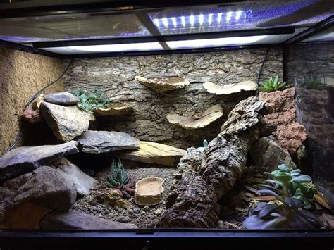 My 20 Gallon Long Leopard Gecko Enclosure Set Up Artofit