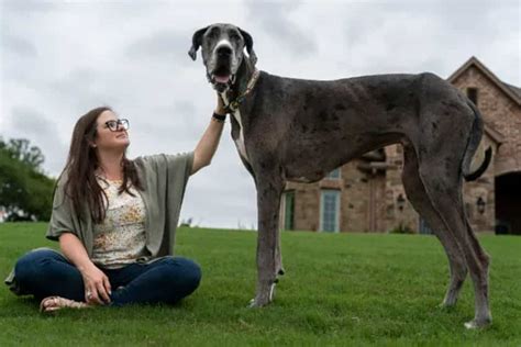 Is It A Horse Nope Its Tallest Dog In The World Photos News