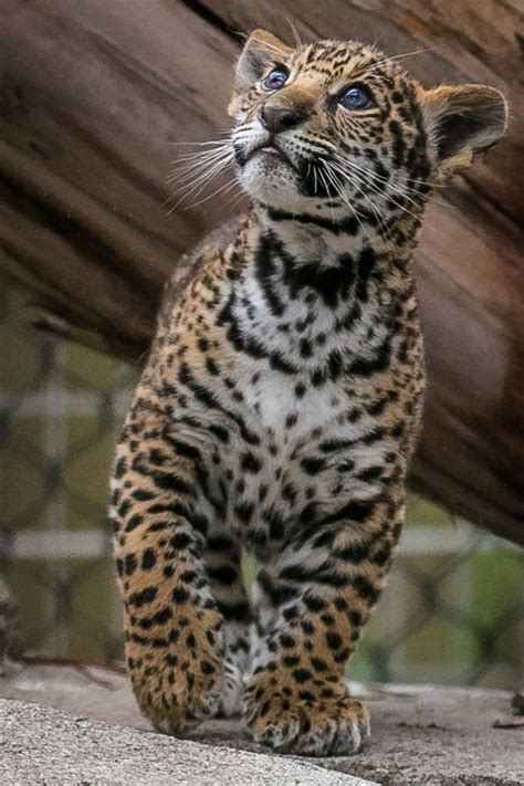 289 Best Baby Predators Jaguars And Leopards Images On Pinterest Big Cats Baby Animals And