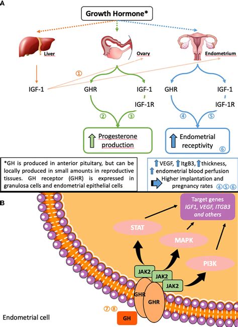 Frontiers The Role Of Growth Hormone In Assisted Reproduction