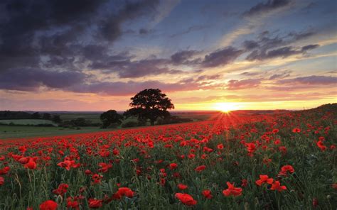 Wallpaper Sunlight Trees Landscape Sunset Flowers Nature Red Sky Field Photography