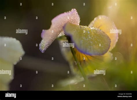 Dew Drops On Petal Of Pansy Flower On A Sunny Background Stock Photo