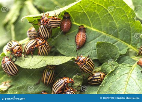 Potato Bugs On Foliage Of Potato In Nature Natural Background Close