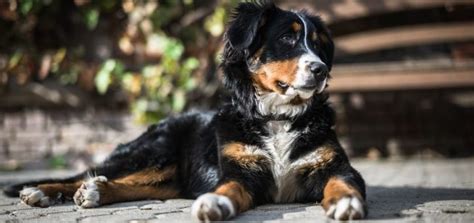 10 Reasons To Adopt A Bernese Mountain Dog Bernese Love