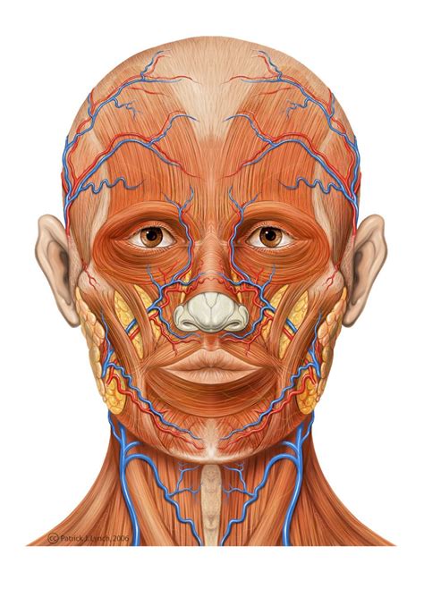 Anatomi Of Human Muscle Face With Images Face Anatomy Muscles Of