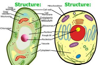 Animal cell compared to plant cell. 5 plant and animal cells picture for kids in Cell ...