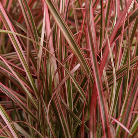 Graceful Grasses Fireworks Variegated Red Fountain Grass Pennisetum