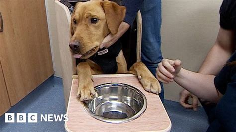 Poorly Labrador Buck Eats Meals From High Chair Bbc News