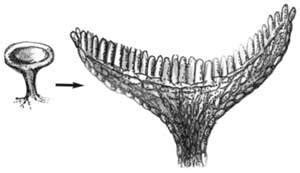 Ascomycota Pengertian Ciri Struktur Reproduksi Contoh Dan