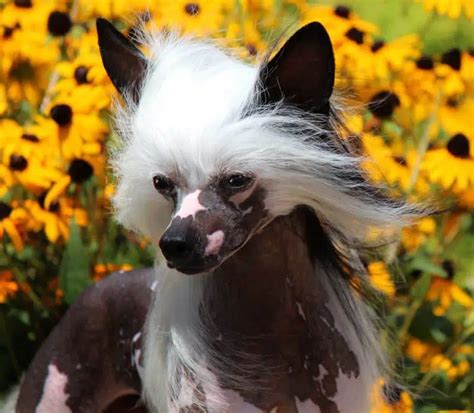 Judging The Chinese Crested Breed Showsight