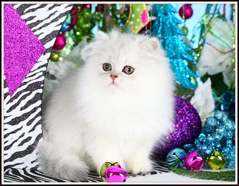 Silver Chinchilla Tiny Teacup Persian Kittendesigner Persian Kittens