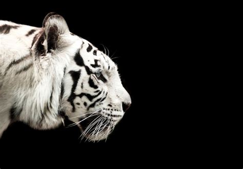 Um Tigre Branco Em Um Fundo Preto Foto Premium