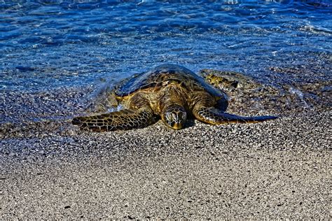 Mg Dxo Sea Turtle On Honokohau Beach Kaloko Honokoh Flickr