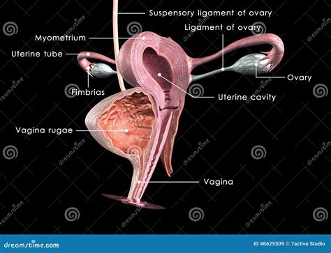 Female Reproductive System Royalty Free Stock Photography