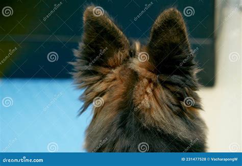 Back View Of German Shepherd Dog Head Look And Wait For Owner In Room