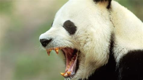 Dokumentum Megfelelő Távcső Giant Panda Teeth Hosztesz Krokodil Halom