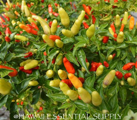 Direct From Hawaii Hawaiian Chili Pepper Plant Seeds Etsy