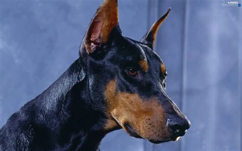 Mouth Doberman Dogs Wallpapers 1920x1200
