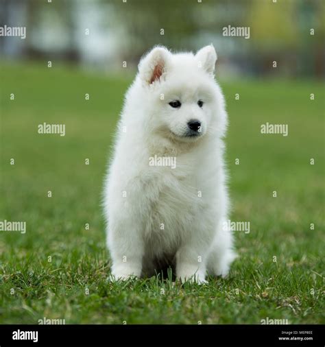White Samoyed Puppy Dog Stock Photo Alamy