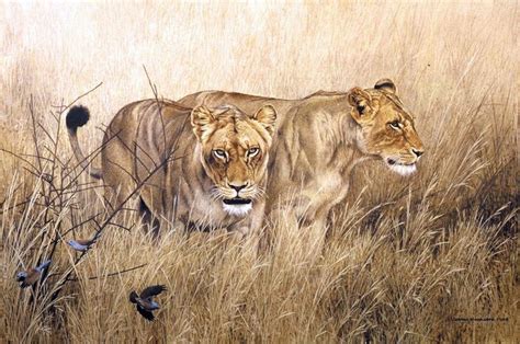 Johan Hoekstra Art Johan Hoekstra Artist Johan Hoekstra Wildlife