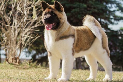 13 Dogs With Curly Tails American Kennel Club