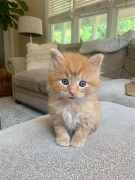 Tiny Fluffy Orange Kittens Eyebleach
