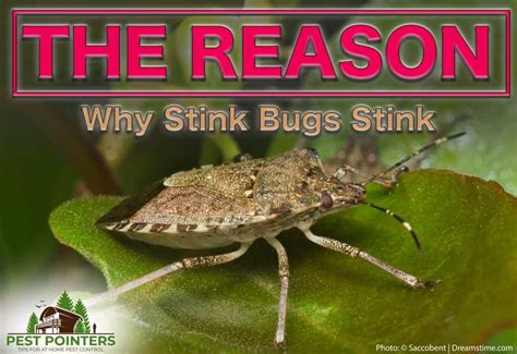 45 Best Ideas For Coloring Stink Bugs