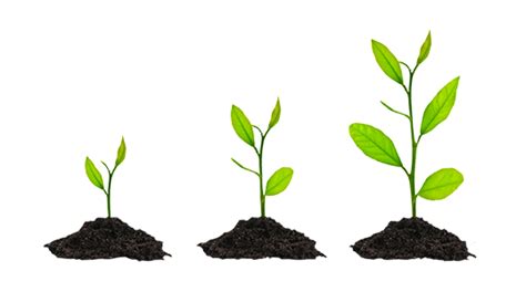 Grow Png Background Image Png Mart