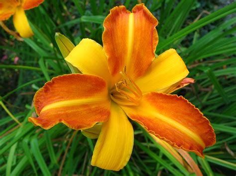 Daylilies The Perfect Perennial Blog Embassy Landscape Group