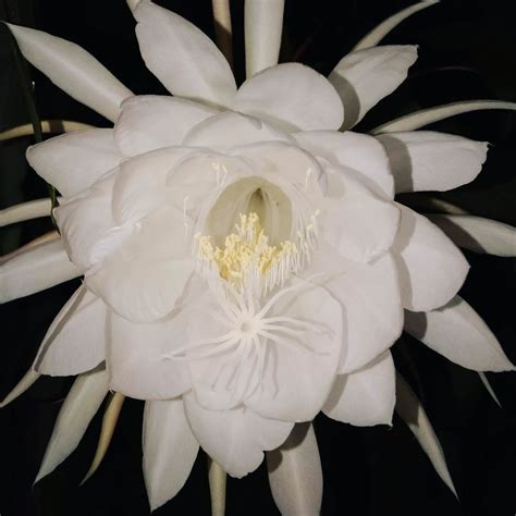7 Sprouts Just Bloomed This Is A Night Blooming Cereus Cactus Flower