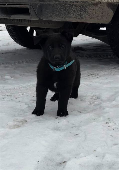 Black German Shepherd Puppy Dogs And Puppies For Rehoming Kelowna