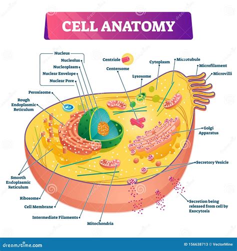 Cell Anatomy Vector Illustration Labeled Educational Structure Diagram