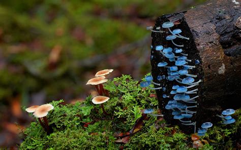 Stunning Beautiful Mushrooms And Fungi Photos By Photographer Steve