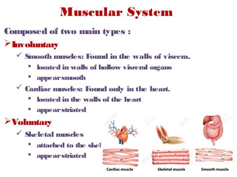 Are the examples of voluntary actions while blood circulation,absorbtion of fats in vilii,breathing rate,hear beat,sex,blinking if eye are th e involuntary actions. Skeletal Muscles