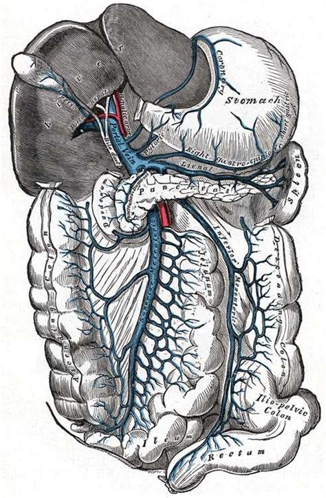 Anatomy Abdomen And Pelvis Superior Mesenteric Vein Article
