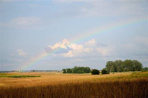 Rainbow Over The Field Stock Photo Image Of Trees Countryside 59626404