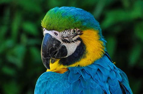 Amazon Rainforest Parrots Photos And Info